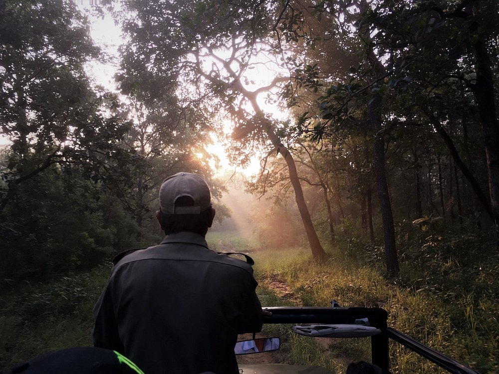 Where to Go on Safari in India? A Complete Guide for Best Safari in India 2026 – India Safaris