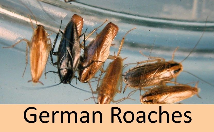 Buy Eco Friendly, Nontoxic Cockroach Bait Online Miami, FL - Roaches Are Gone