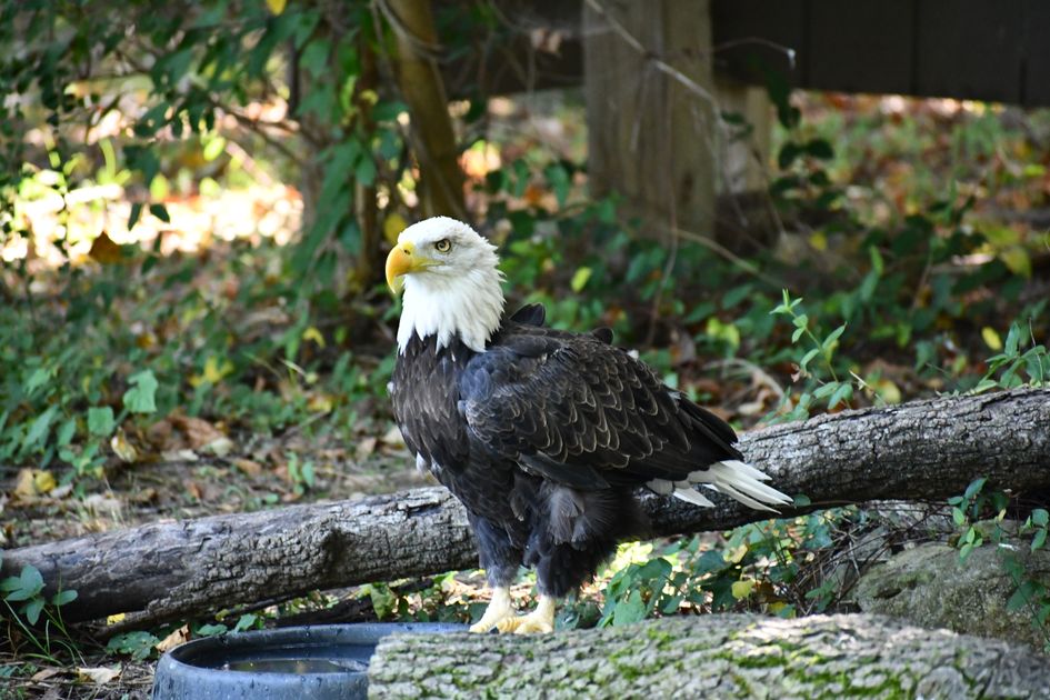 Buy Hydrocodone Online  Licensed US Pharmacy with E Wallet Checkout — Virginia Zoo