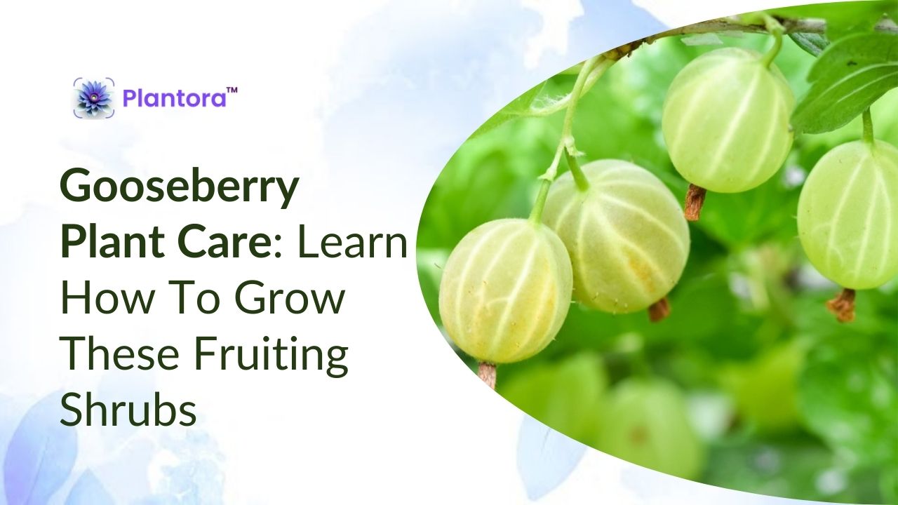 Gooseberry Plant Care: Learn How To Grow These Fruiting Shrubs - Plantora