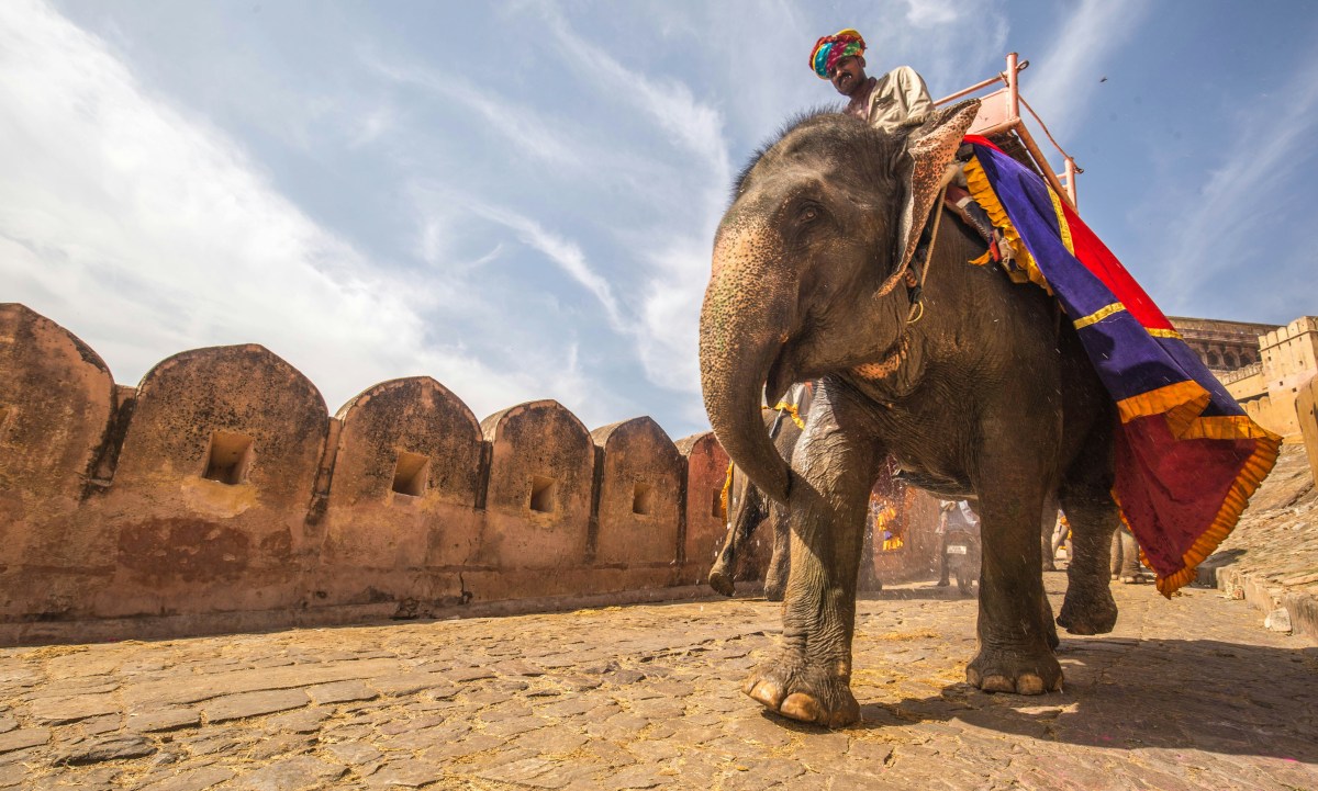 What Are the Best Rajasthan Tour Packages? A Complete Guide for 2026 Travelers – India Safaris