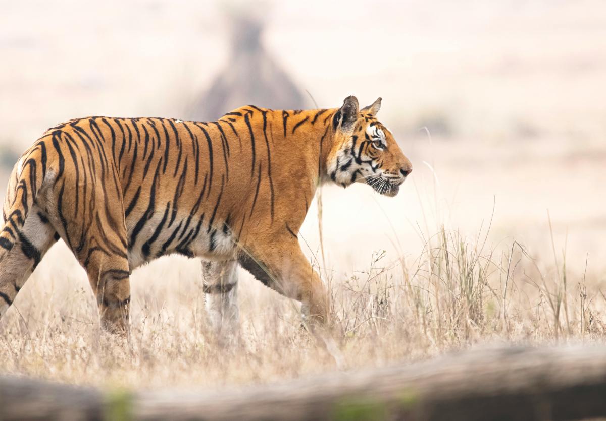 Which Safari is Best for Tiger Sighting in India? A Guide to Seeing Tigers in the Indian Wild – India Safaris