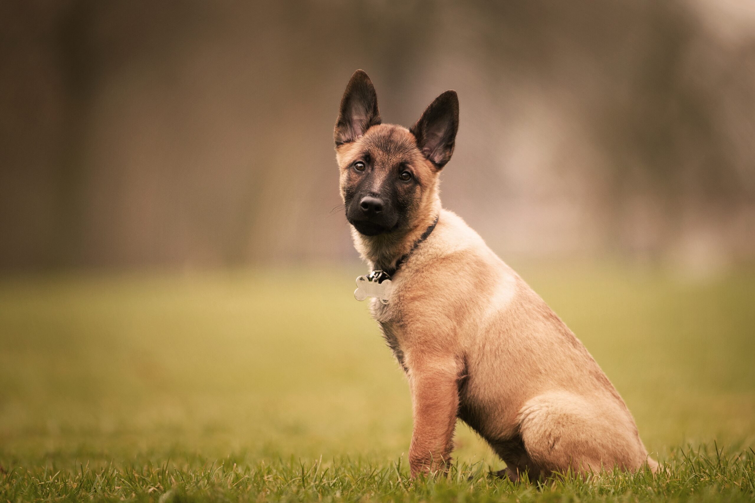 Mix Breed German Shepherd – Pawrpose Overview