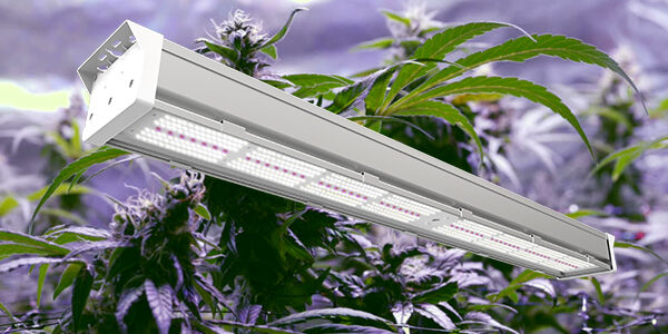 Mastering Indoor Cultivation: How Advanced Cannabis Grow Lights Drive Healthier Plants and Higher Yields - i Business Day