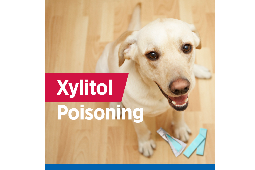 Xylitol: The Hidden Poison That Can Harm Your Dog  – Louie de Coton
