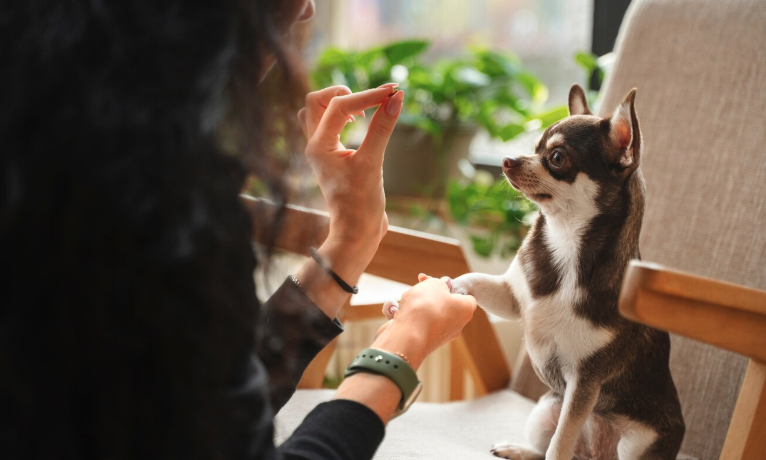 House Training a Puppy – Pawrpose Guide