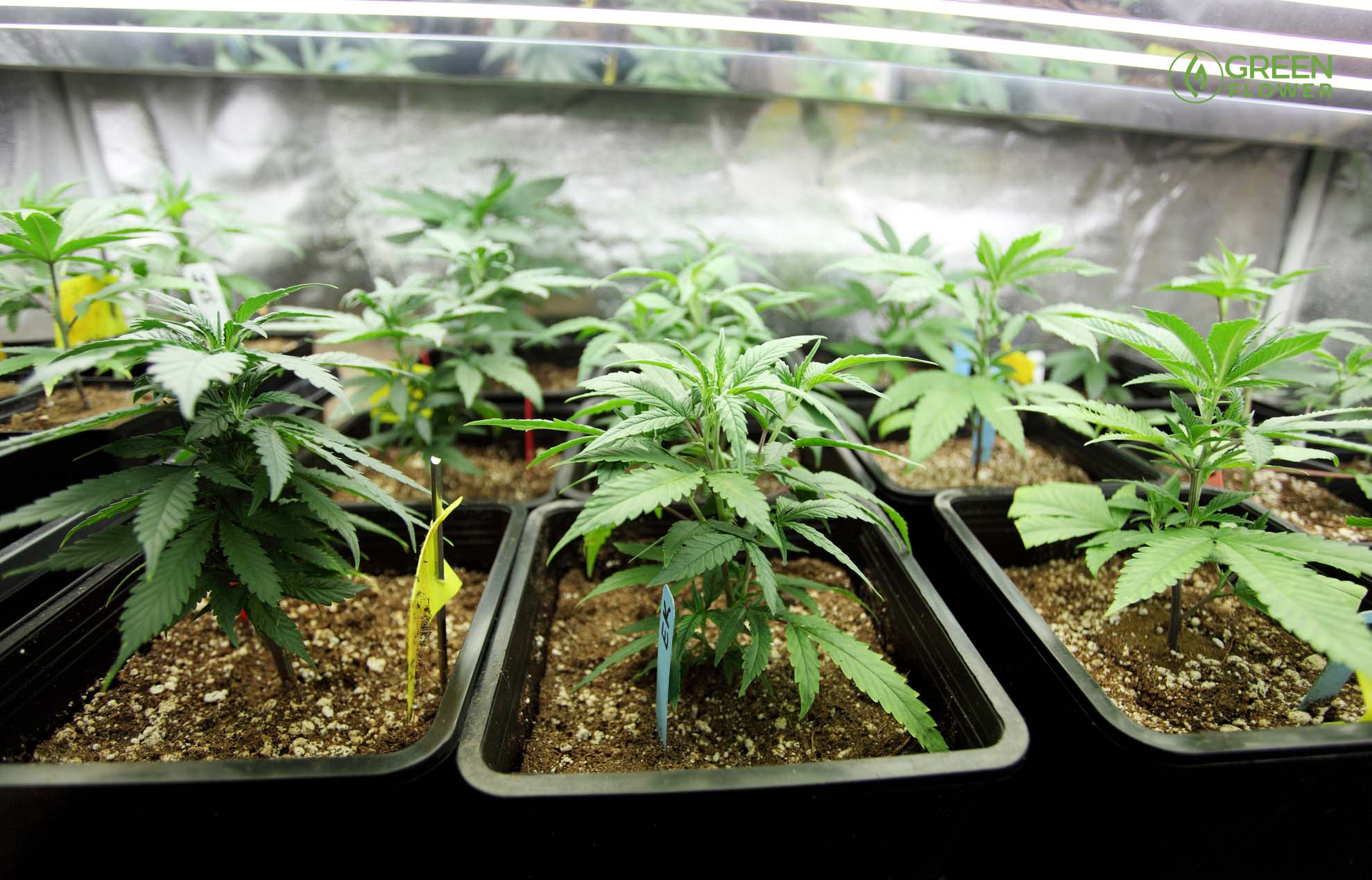 Grow Tent Kits for Beginners: A Complete Indoor Growing Solution for Confident First Harvests – The Clone Conservatory