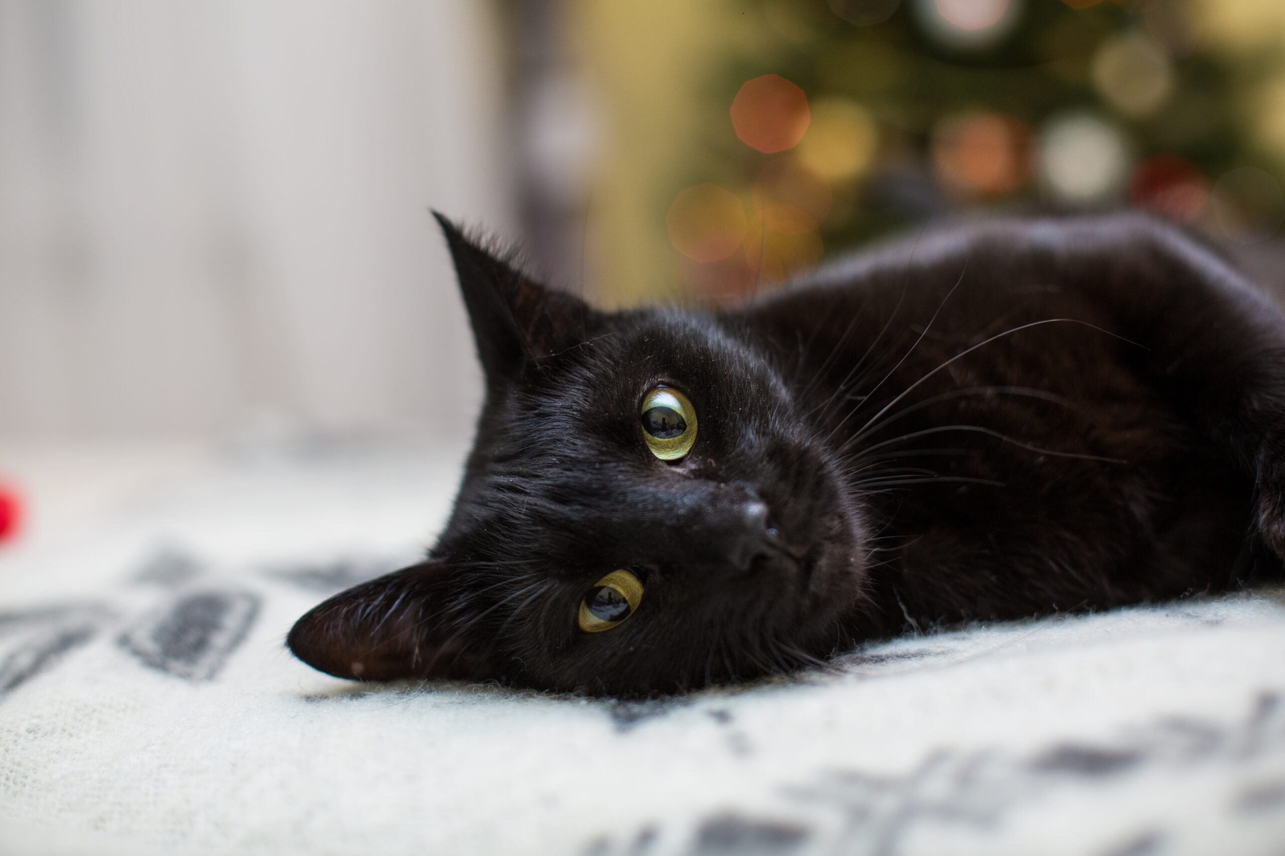 Cat Names for Black Cats – Pawrpose Guide