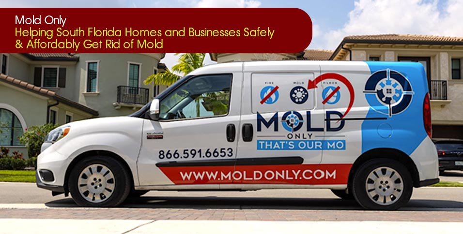 Mold Only: Safe & Affordable Mold Removal in South Florida
