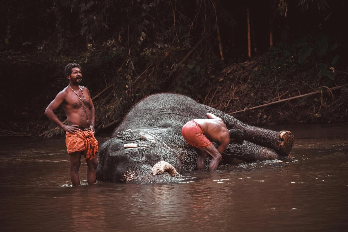 Kerala Wildlife Tour: The Perfect Blend of Nature, Backwaters & Luxury in India – India Safaris
