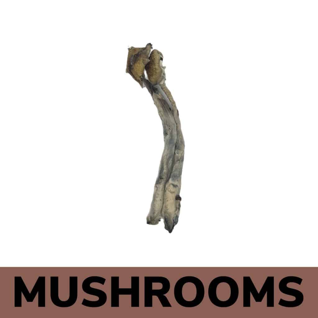 Buy Daddy Long Legs Mushrooms Online in Canada