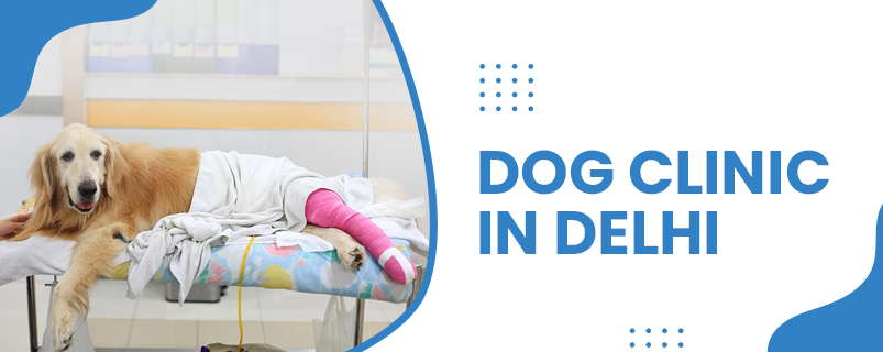 Dog Clinic in Delhi | CGS Hospital Sarojini Nagar