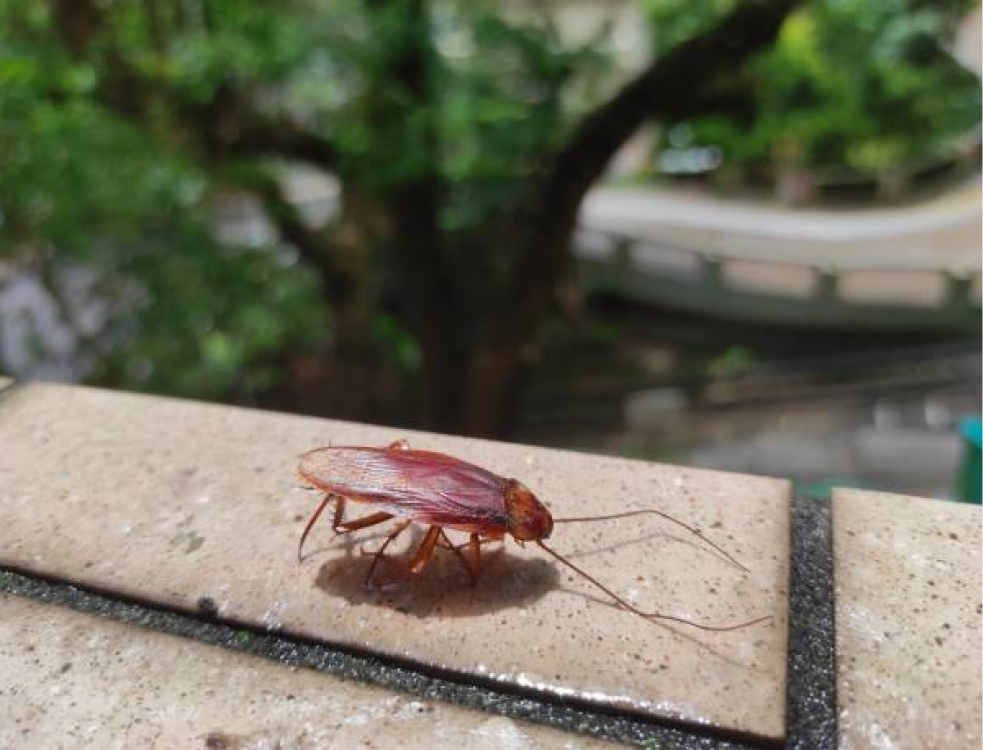 Expert Cockroach Pest Control Singapore | NEA-Certified Team