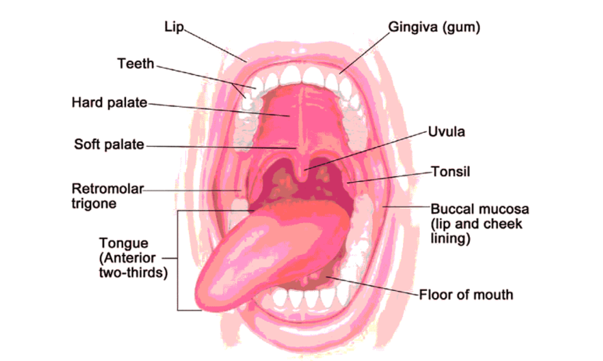 Oral Cancer Surgery & Treatment in Ahmedabad - Dr. Dushyant Mandlik