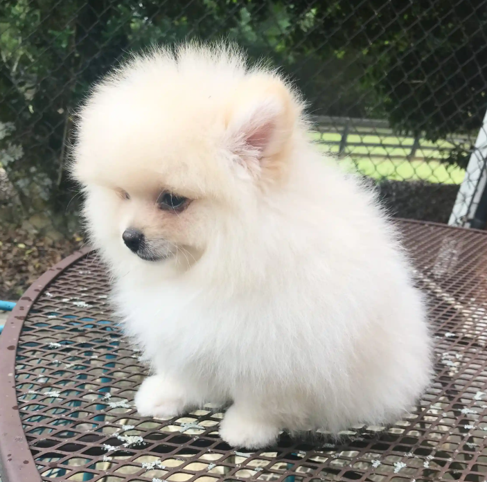 Why Ice White Throwback Pomeranians Look Different? – Exclusive Poms