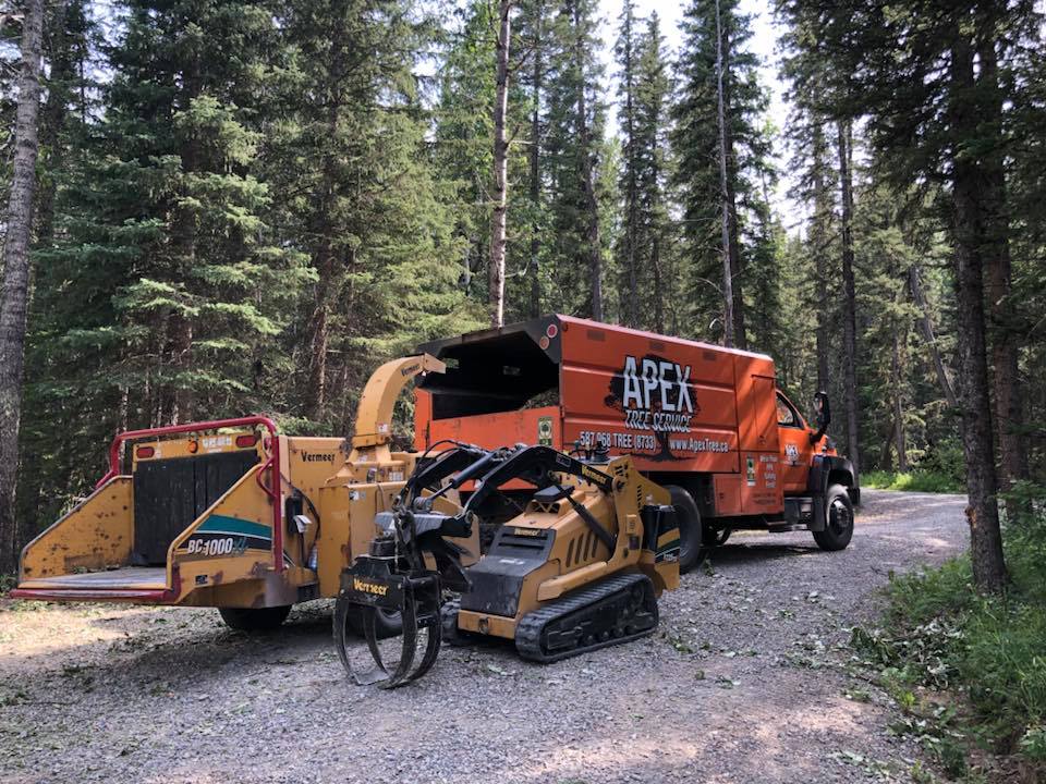 Calgary Tree Removal Experts: Tree Removal, Pruning, Land Clearing | ApexTree