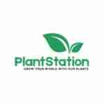 Olea Europaea Olive Tree Old Trunk