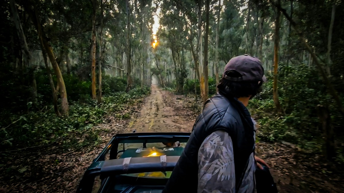 Where to Go in India for Wildlife? Top Safari Destinations for an Unforgettable Adventure – India Safaris