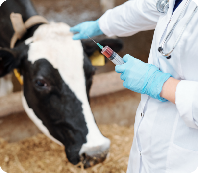 Veterinary Prevention of Mastitis Medicine List | Pecus Healthcare