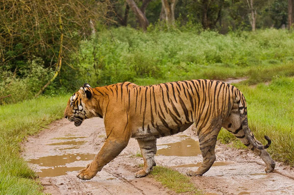 Birding Tour India - Best Bird Watching Tours India