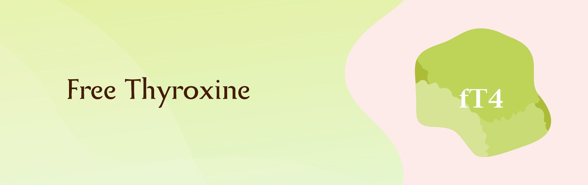 Free Thyroxine:  T4 (Thyroxine) Test: What It Is, Function, Purpose & Levels