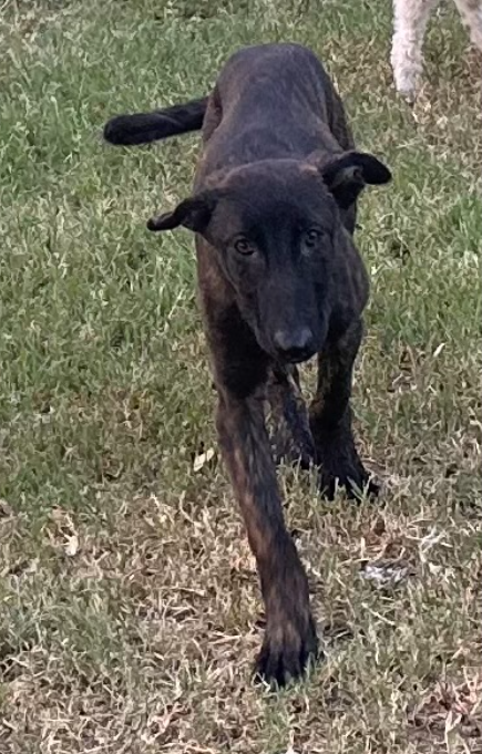 Raising Long Coat German Shepherds as Balanced Family – VomSirius Working Dogs