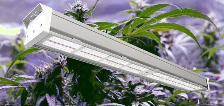 Cannabis Grow Light & Marijuana Grow Light Guide: Choosing the Right Cannabis Grow Tent for Maximum Yield – The Clone Conservatory