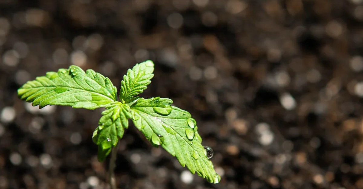 thecloneconservatory: Hydroponic Cannabis Grow Kits vs. Marijuana Soil: Choosing the Right Growing Method