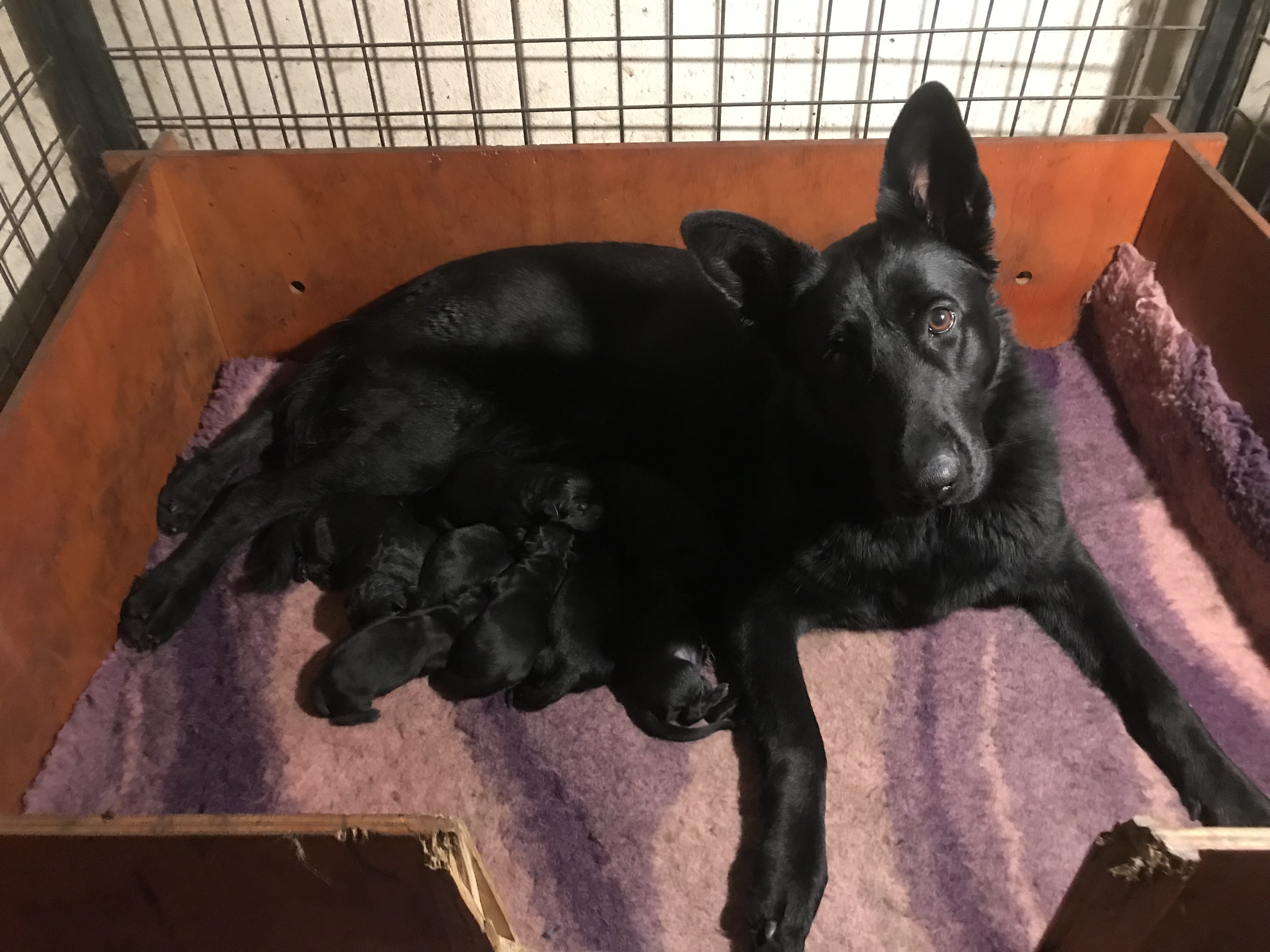 Best German Shepherd Breeder in Brisbane: What to Know Before You Choose – VomSirius Working Dogs