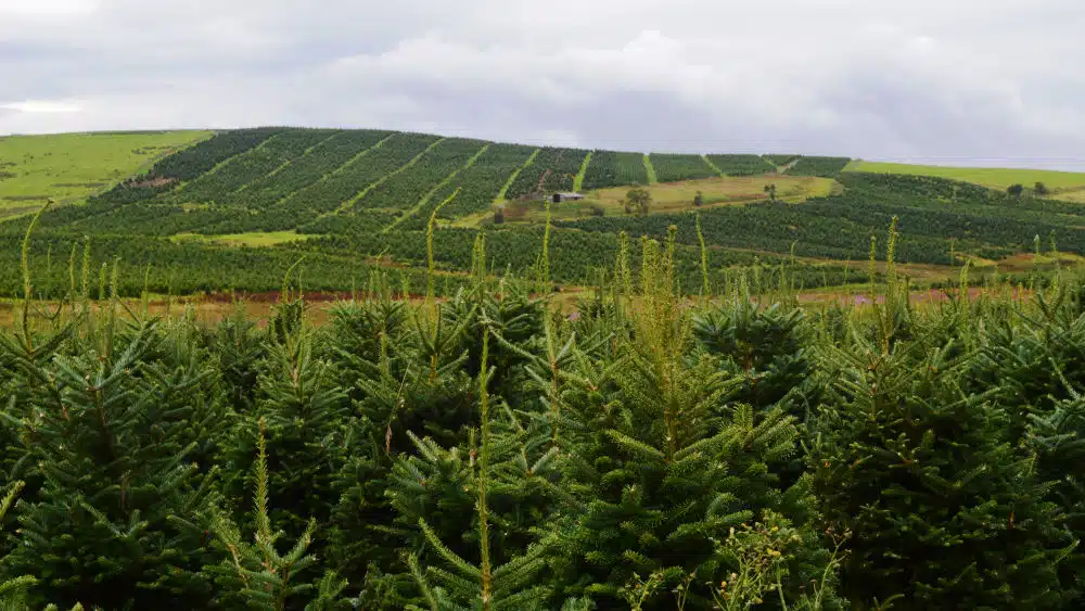 Your Ultimate Guide to Buying Bulk Norway Spruce Christmas Trees UK
