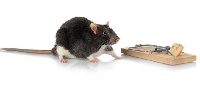 Why Is Rat Removal Essential And Best Attic Insulation For Pest Control | Articles | Susan Armadale | Gan Jing World - Technology for Humanity | Video & Movie Streaming