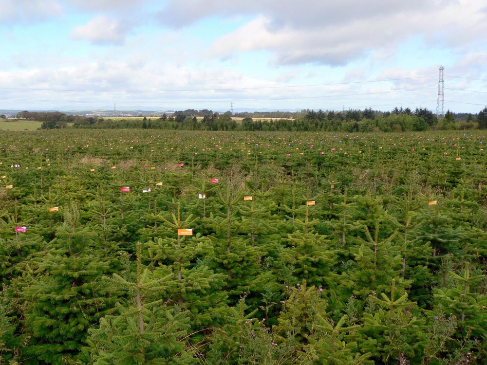 Why Choose Wholesale Nordman Fir Christmas Trees UK for the Festive Season - Rutherford Voice