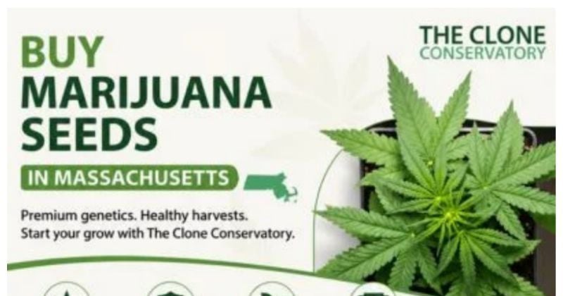 Buy Marijuana Seeds Massachusetts
