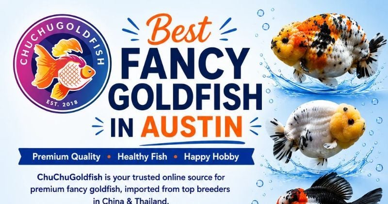 Best Fancy Goldfish in Austin