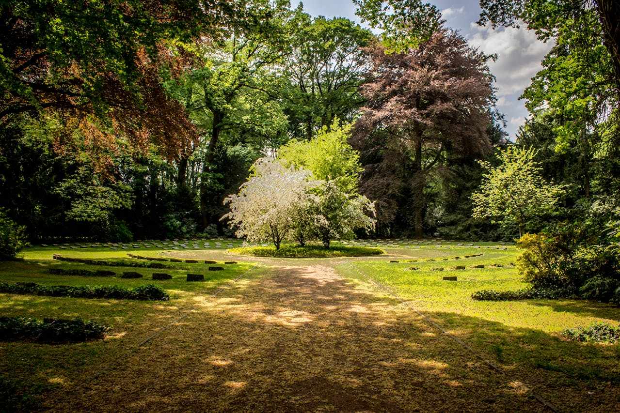 Why Choose Lawn Treatment Dublin and Tree Trimming Dublin?