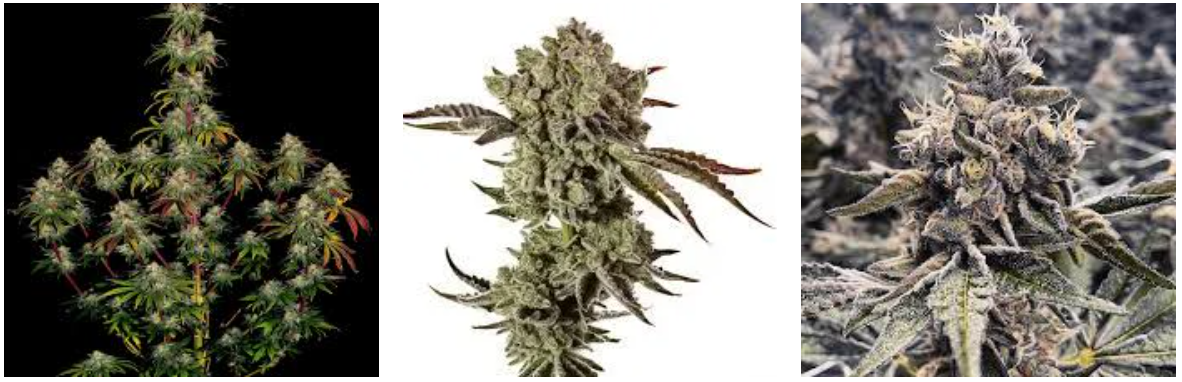 Colorado Marijuana Seeds and California Marijuana Seeds: Choosing the Right Genetics for Successful Cultivation – The Clone Conservatory