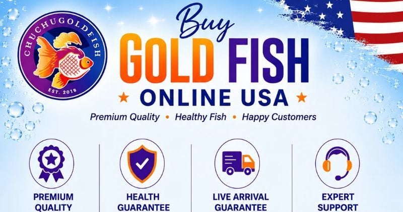 Buy gold fish online USA