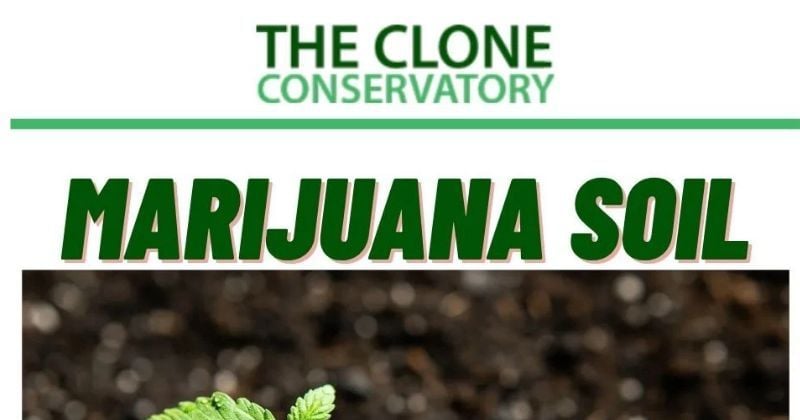 Marijuana Soil