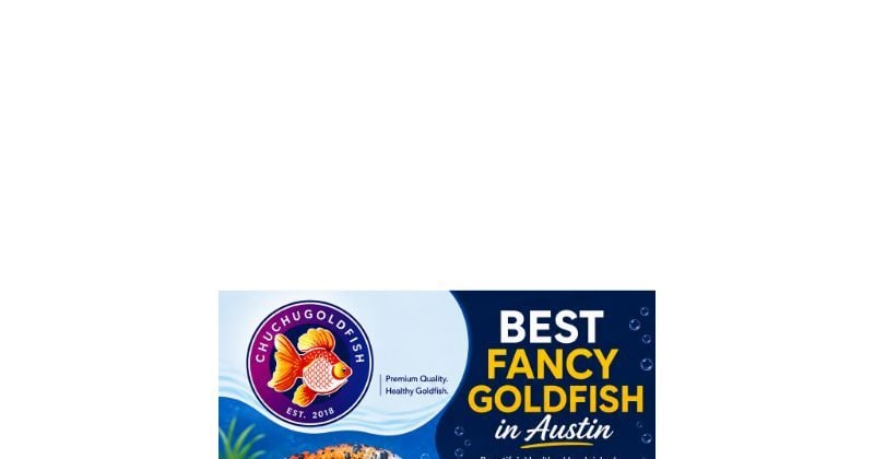 Best Fancy Goldfish in Austin