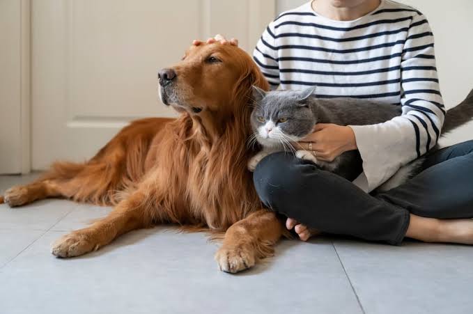 New Orleans Pet Sitting: Less Stress, More Happy Pets                      – K9 Second Line