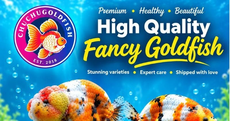 High Quality Fancy Goldfish