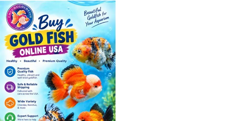 Buy gold fish online USA