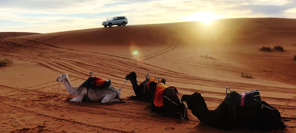 What to Expect on a Dubai Desert Safari: A First-Timer's Guide - Desert Safari UAE