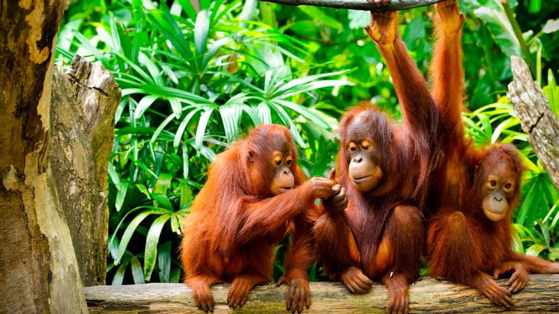 Borneo Orangutan Tour in Tanjung Puting - Orangutan Tour in Tanjung Puting National Park