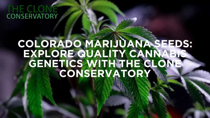 PPT - Colorado Marijuana Seeds Explore Quality Cannabis Genetics with The Clone Conservatory PowerPoint Presentation - ID:14936249