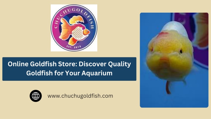 PPT - Online Goldfish Store: Discover Quality Goldfish for Your Aquarium PowerPoint Presentation - ID:14936492