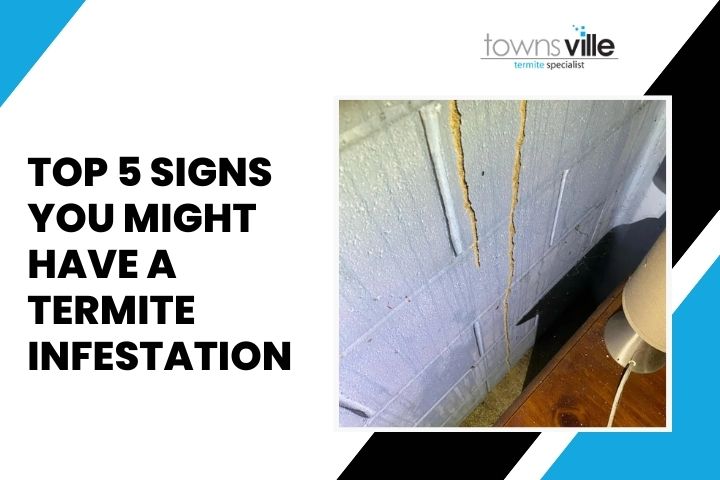 Top 5 Signs You Might Have a Termite Infestation – Townsville Termite Specialist