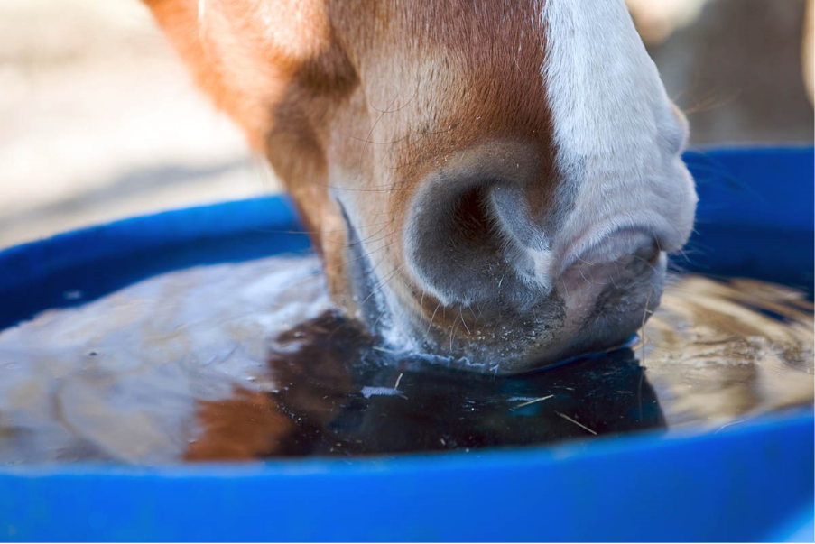 How to Improve Water Quality for Your Horse