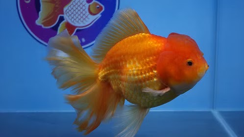 Online Goldfish Store: Quality Goldfish Delivered with Care