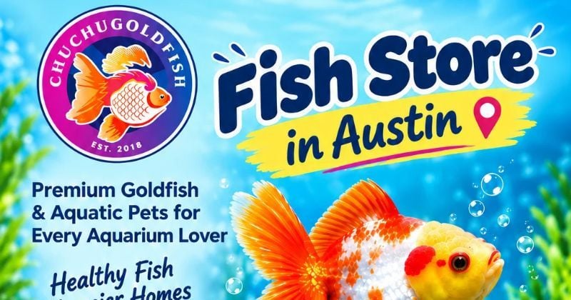 Fish Store in Austin